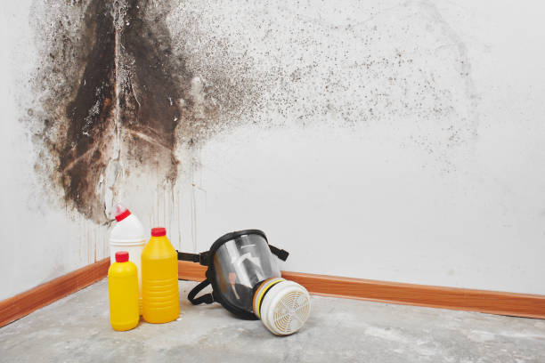 Best Emergency Mold Removal  in Benavides, TX