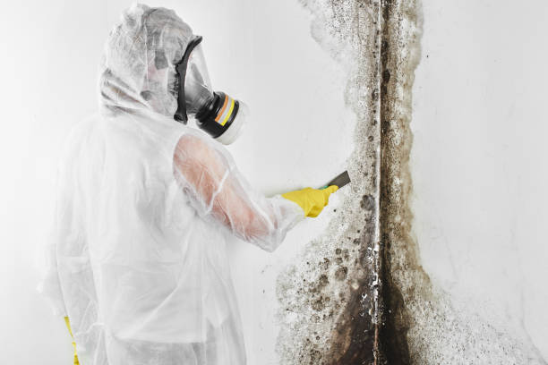 Best Commercial Mold Removal  in Benavides, TX