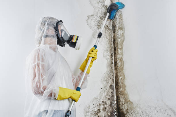Best Affordable Mold Removal  in Benavides, TX
