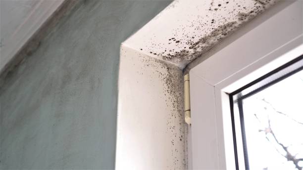 Best Mold Remediation  in Benavides, TX