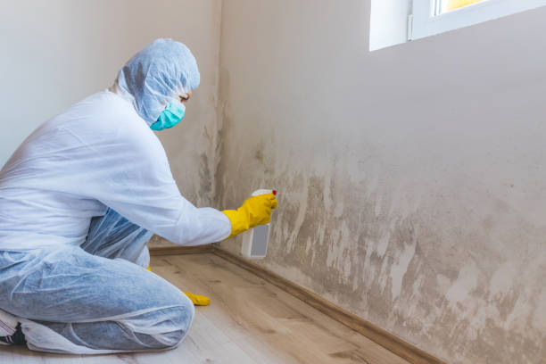 Certified Mold Removal in Benavides, TX