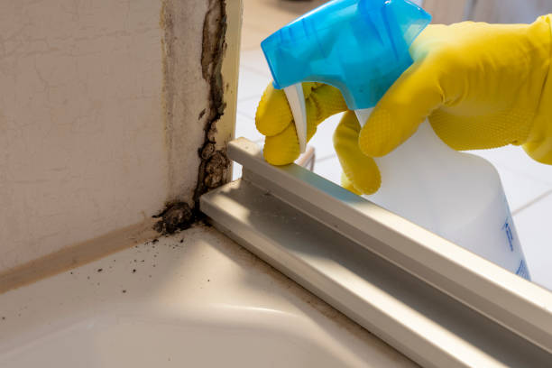Best Professional Mold Removal  in Benavides, TX