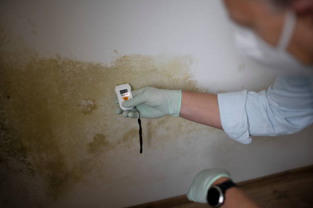 Best Attic Mold Removal  in Benavides, TX