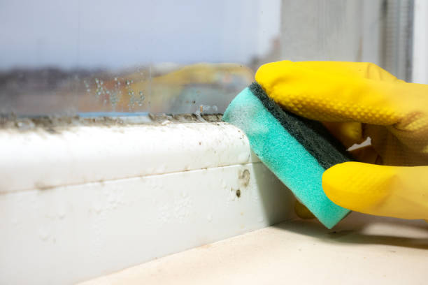 Best Professional Mold Removal  in Benavides, TX
