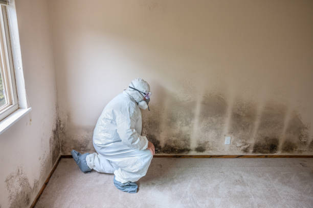 Best Emergency Mold Removal  in Benavides, TX