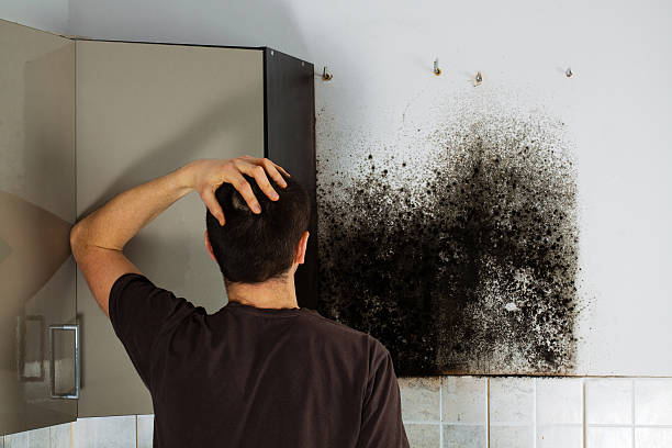 Attic Mold Removal in Benavides, TX